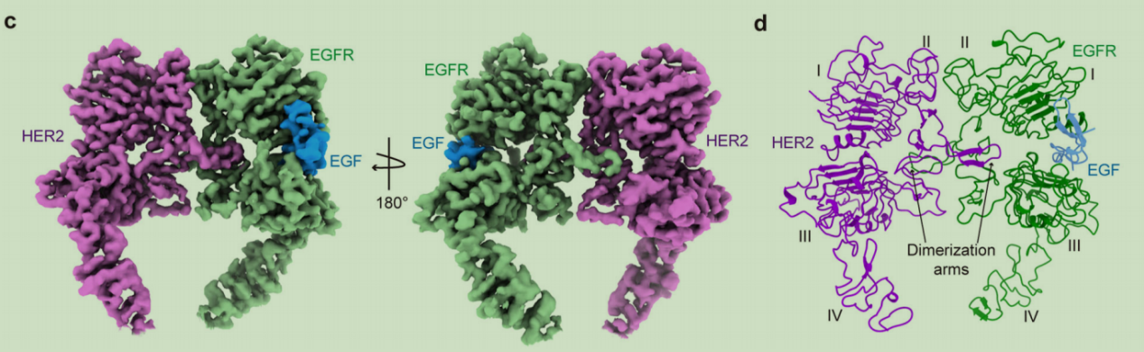 Human epidermal growth factor receptor HER2