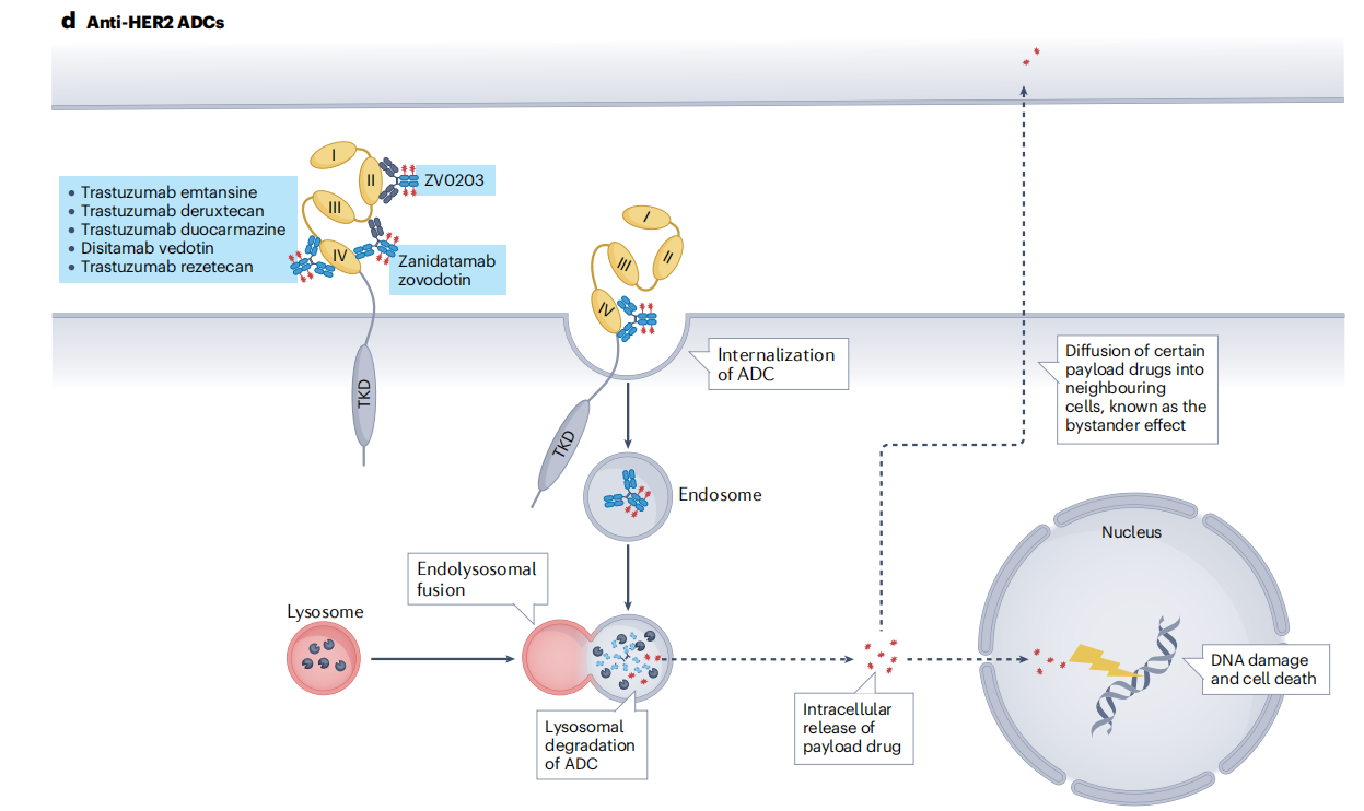 Human epidermal growth factor receptor HER2
