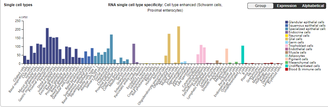 Human epidermal growth factor receptor HER3