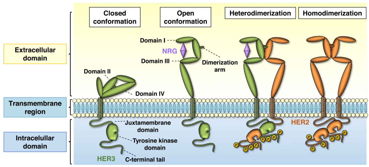 Human epidermal growth factor receptor HER3