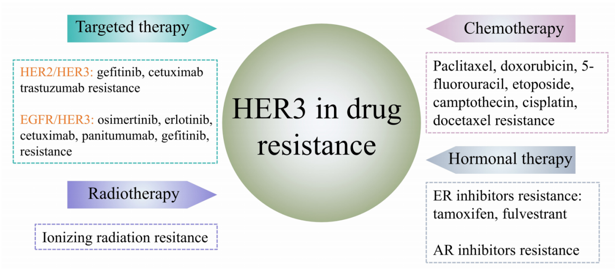 Human epidermal growth factor receptor HER3