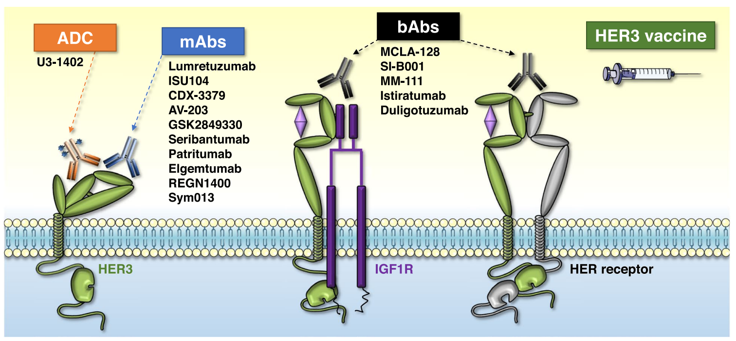 Human epidermal growth factor receptor HER3