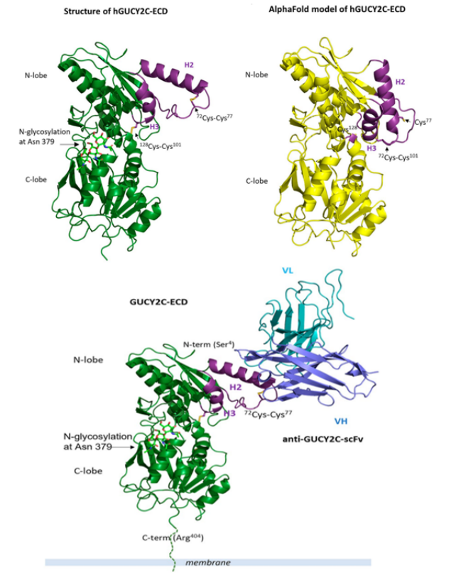 Human guanylate cyclase GUCY2C