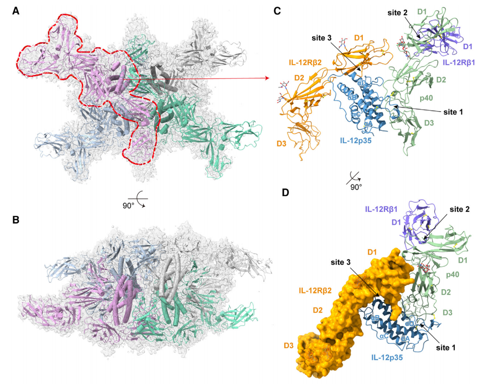IL12B is the core component of the immune engine IL12