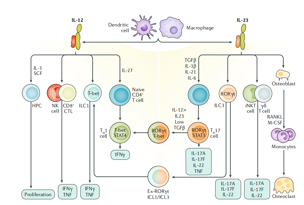 IL12B is the core component of the immune engine IL12