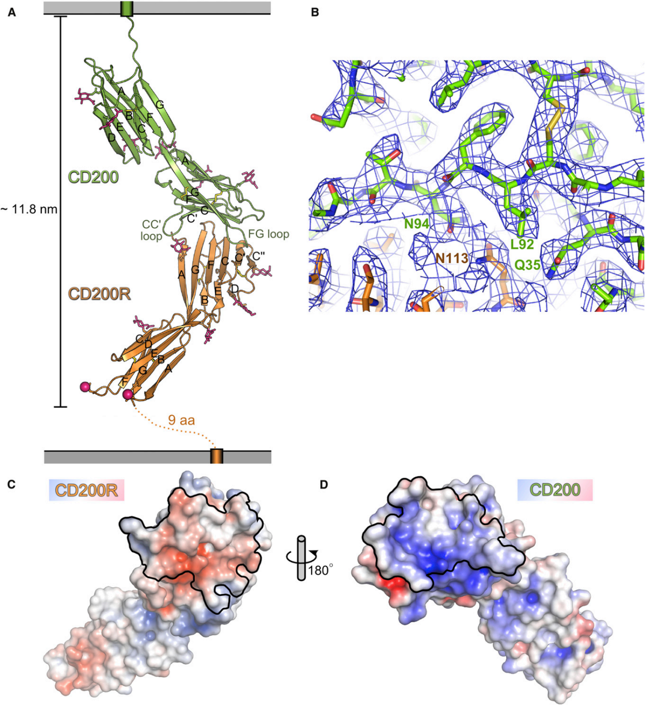 Immune checkpoint protein CD200