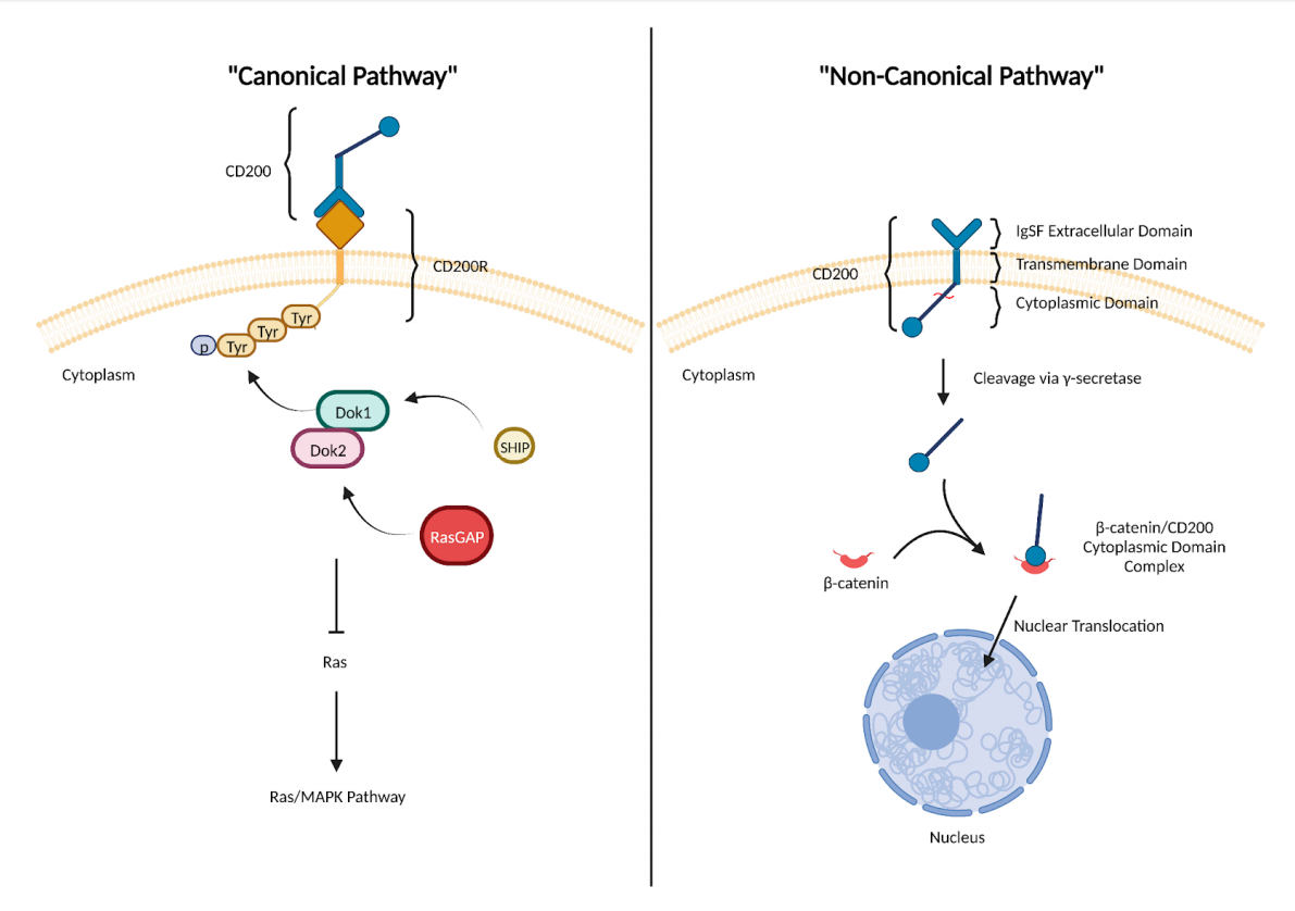 Immune checkpoint protein CD200