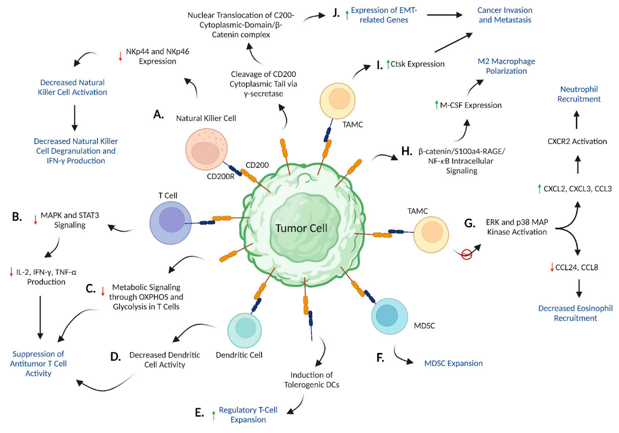 Immune checkpoint protein CD200