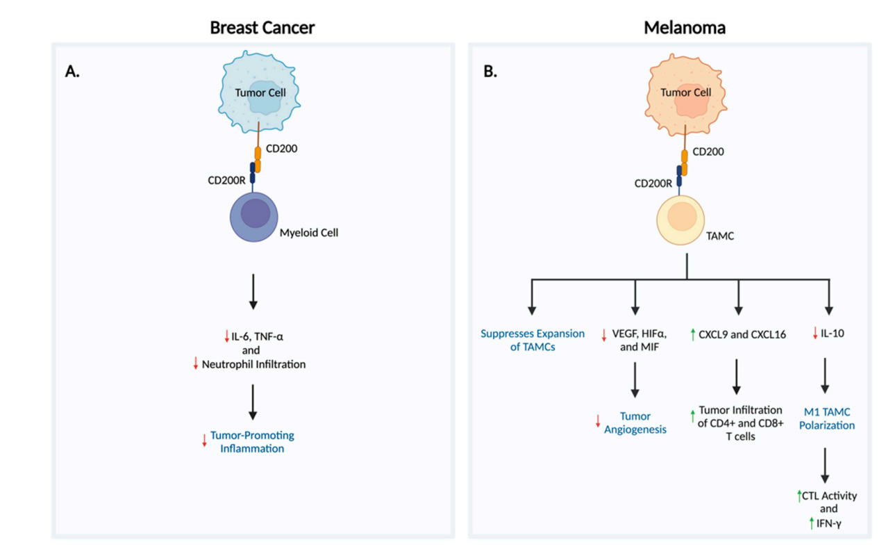 Immune checkpoint protein CD200