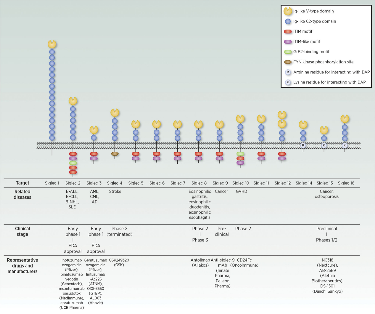 Immune checkpoint suppressor molecule Siglec15