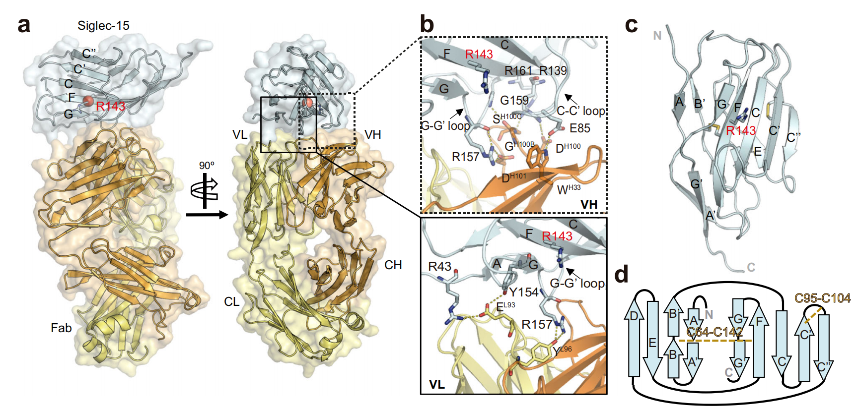 Immune checkpoint suppressor molecule Siglec15