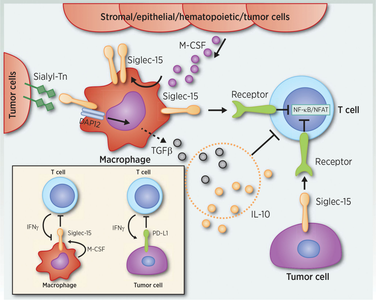 Immune checkpoint suppressor molecule Siglec15