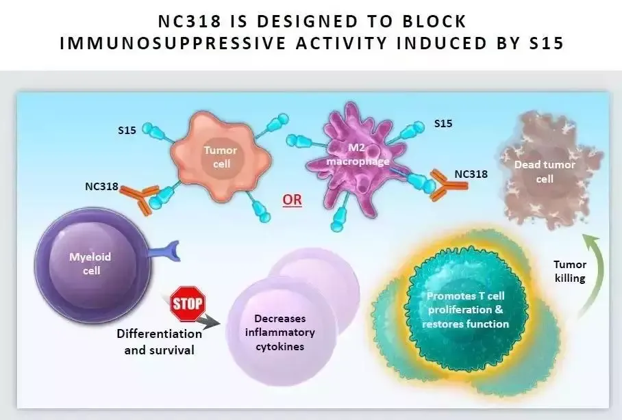 Immune checkpoint suppressor molecule Siglec15