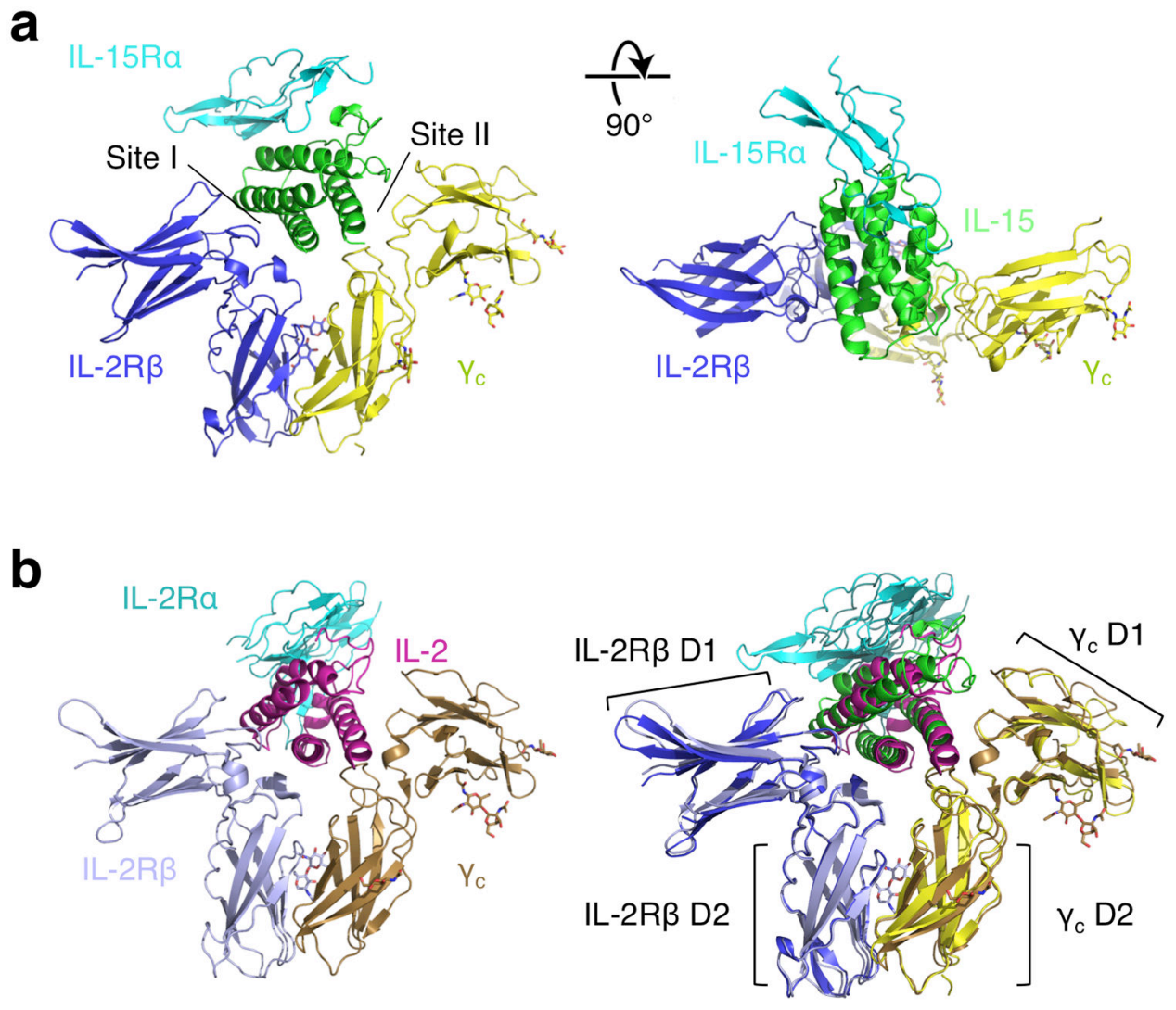 Immune stimulation of the cytokine IL-15
