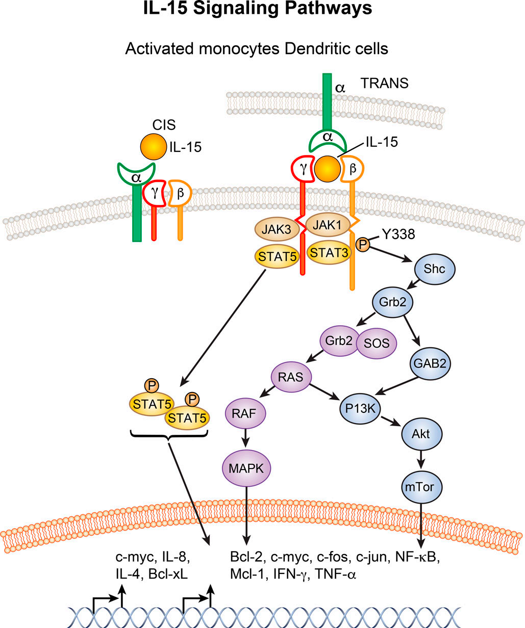 Immune stimulation of the cytokine IL-15