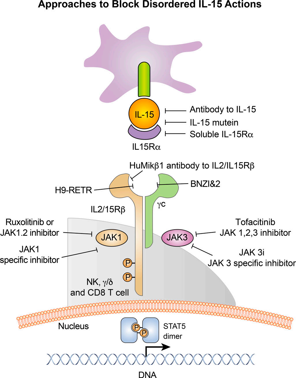 Immune stimulation of the cytokine IL-15