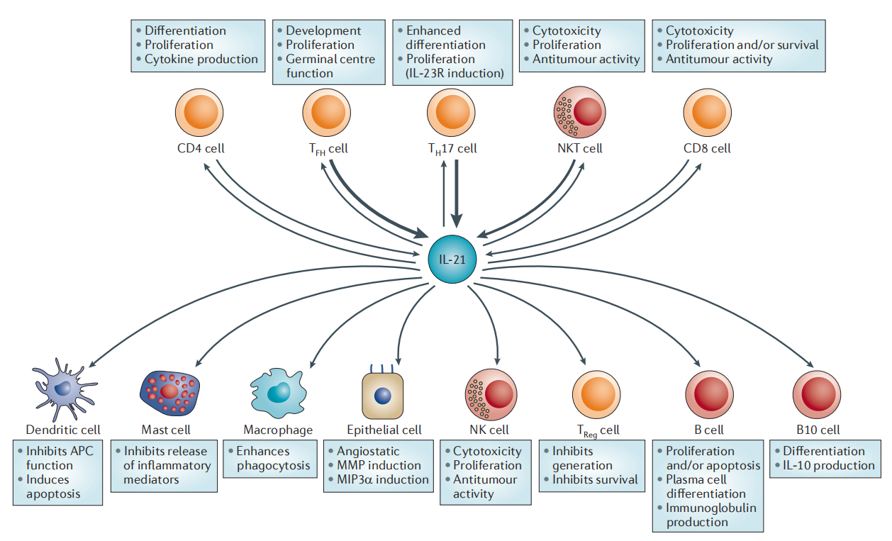 Immune stimulation of the cytokine IL-21