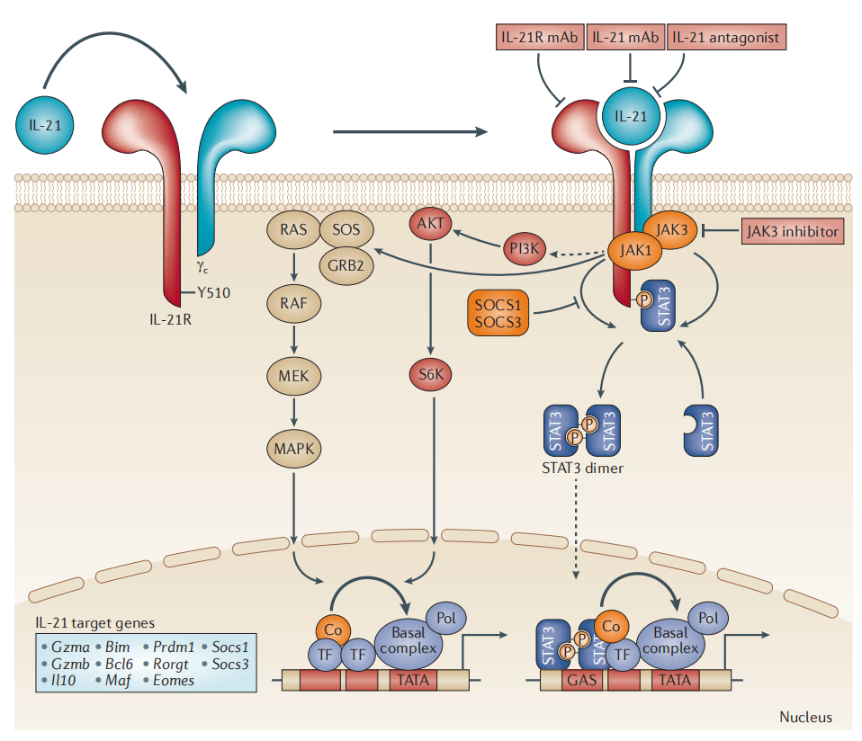 Immune stimulation of the cytokine IL-21