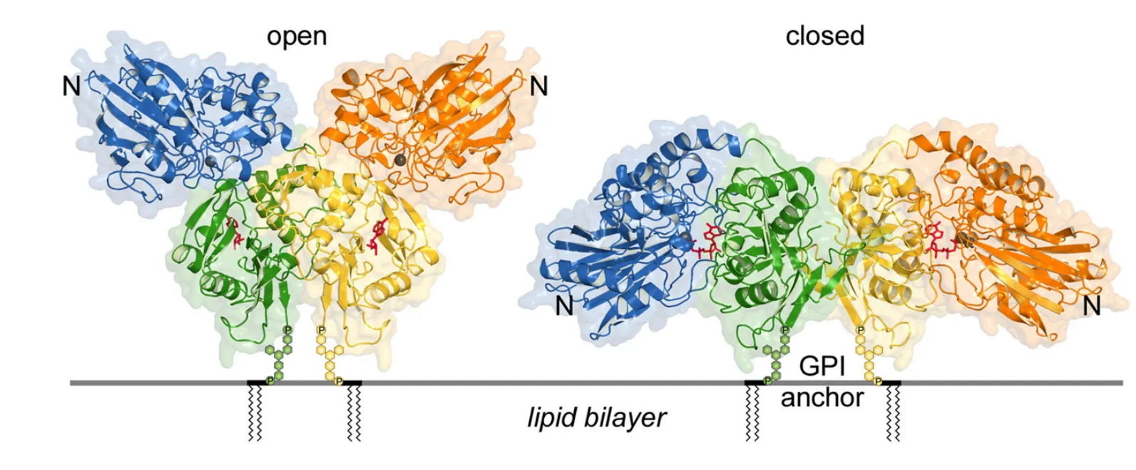 Immunomodulatory adenosine producer CD73