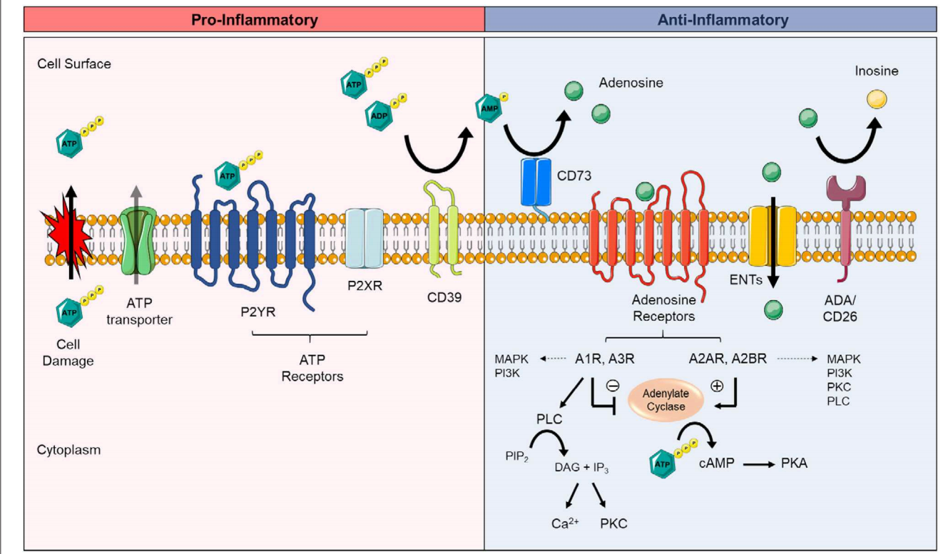 Immunomodulatory adenosine producer CD73