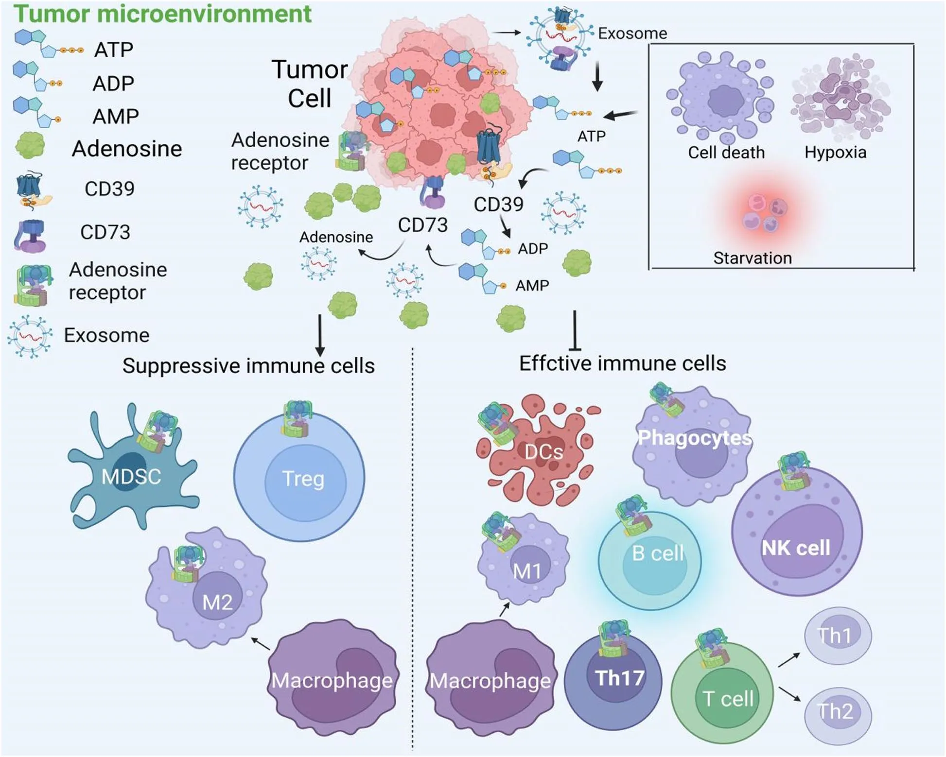 Immunomodulatory adenosine producer CD73