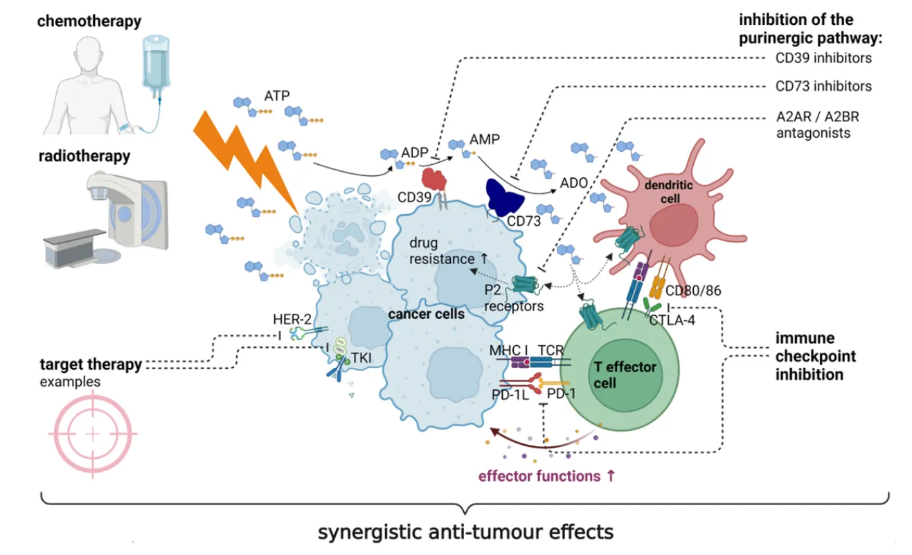 Immunomodulatory adenosine producer CD73