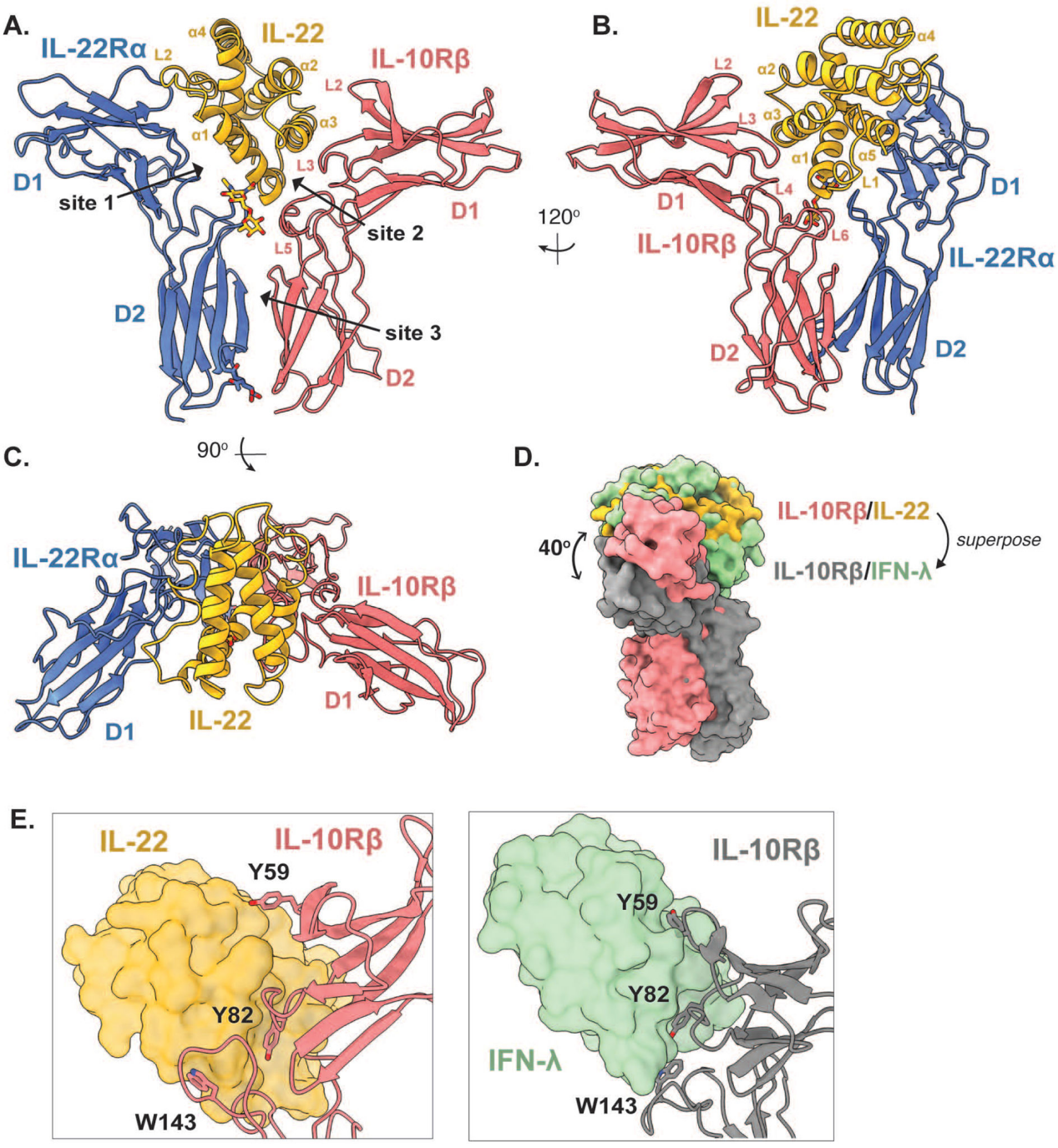 Immunoregulatory factor IL-22