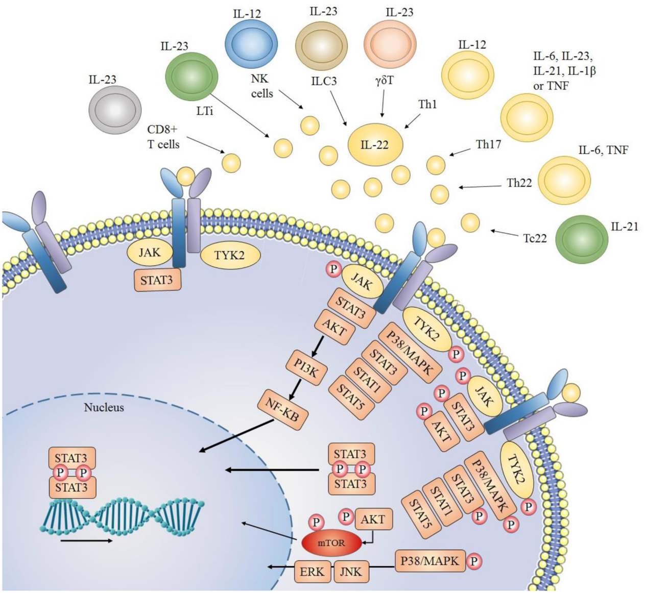 Immunoregulatory factor IL-22