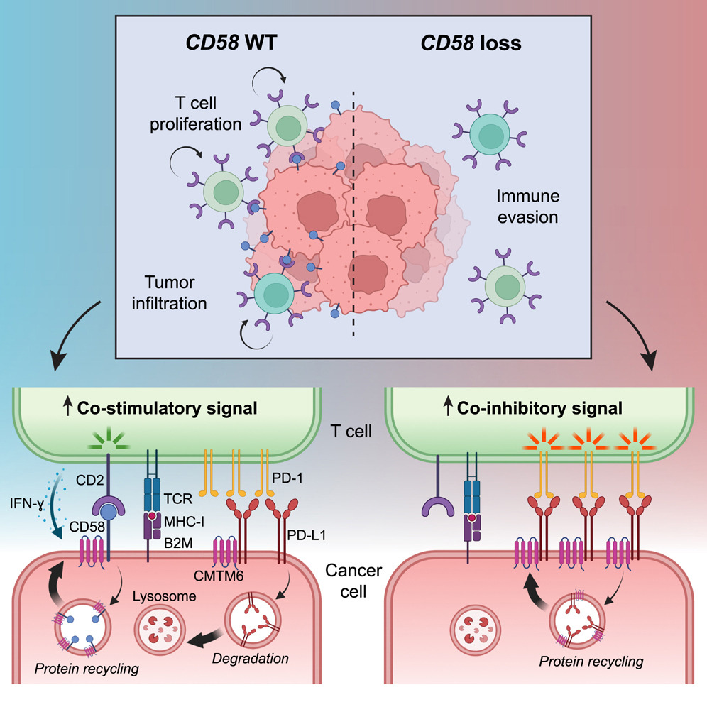 Immunosuppressive therapy target CD2
