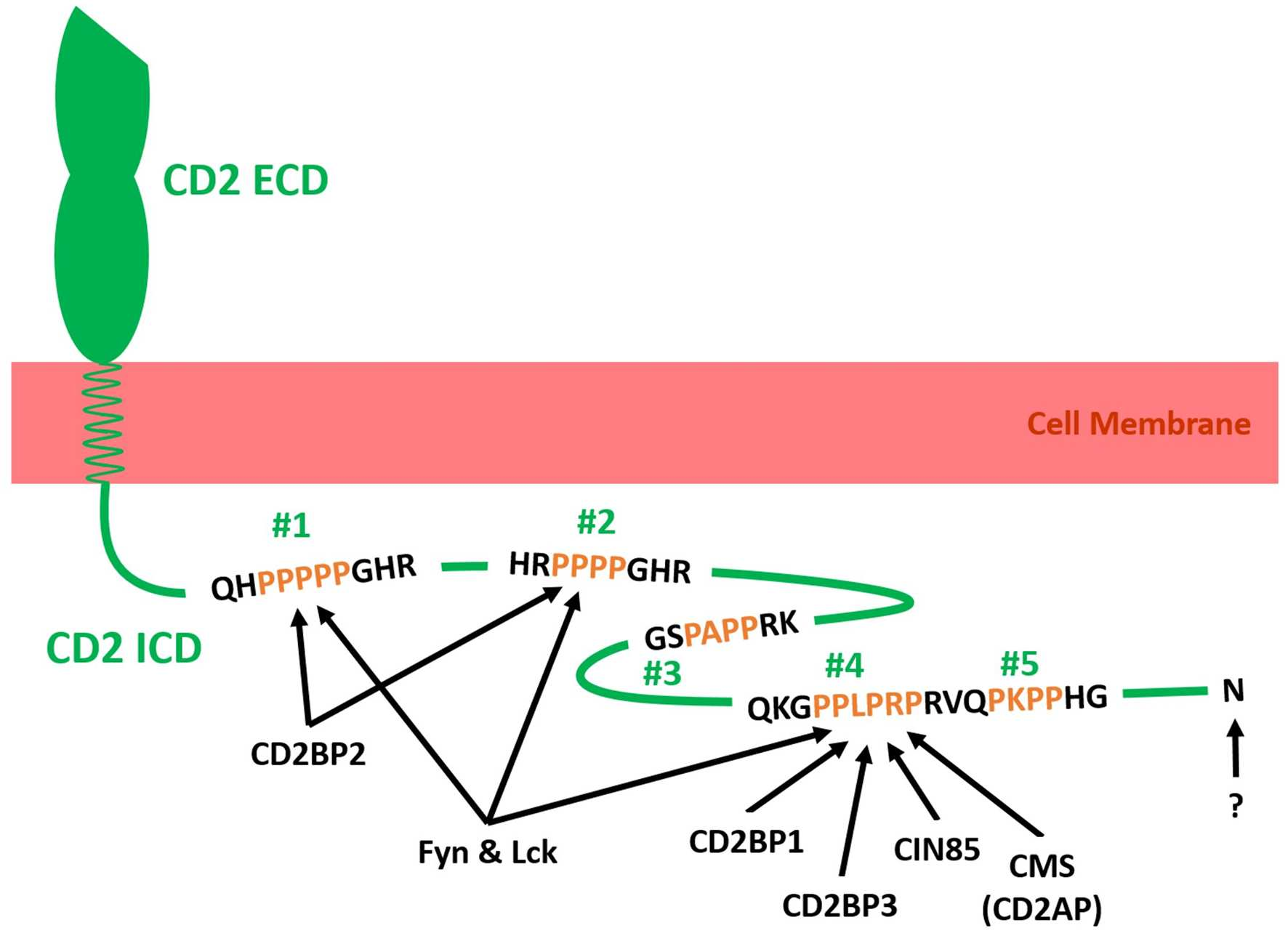 Immunosuppressive therapy target CD2