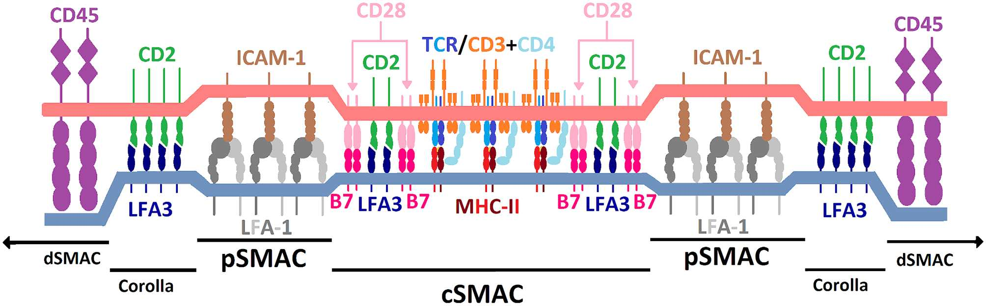 Immunosuppressive therapy target CD2