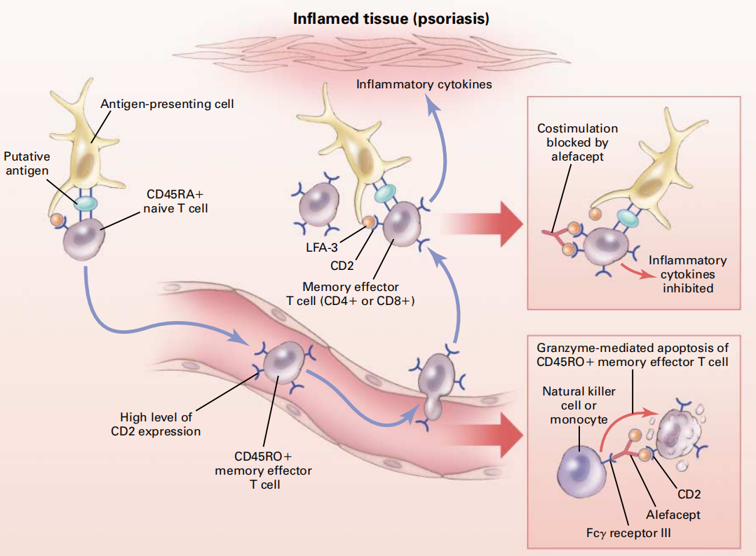 Immunosuppressive therapy target CD2