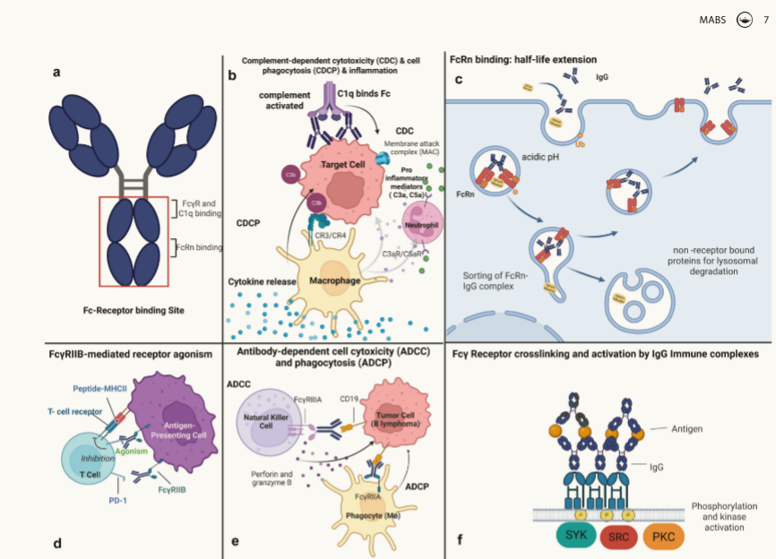 Impact of antibody Fc engineering on translational pharmacology and safety