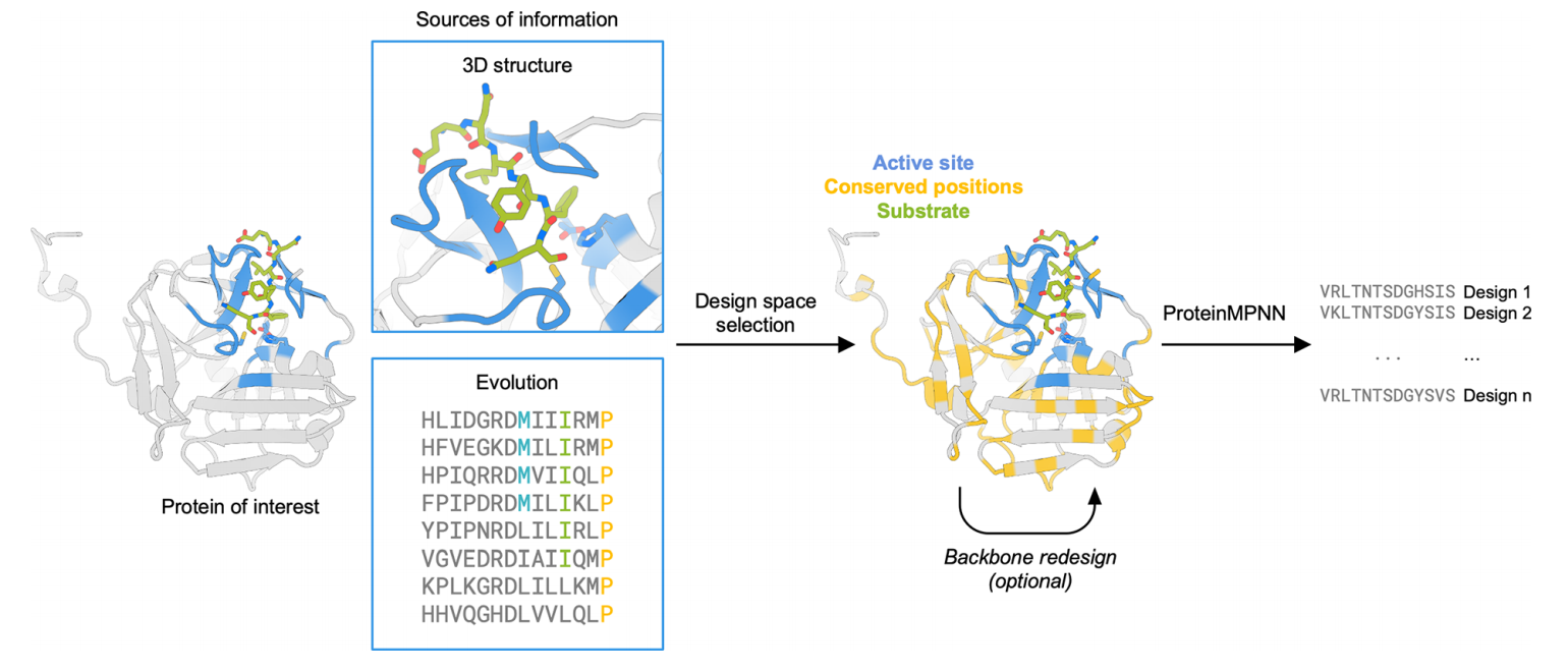 Improving Protein Expression, Stability, and Function with ProteinMPNN