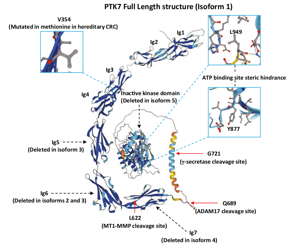 Inactivated tyrosine protein kinase PTK7