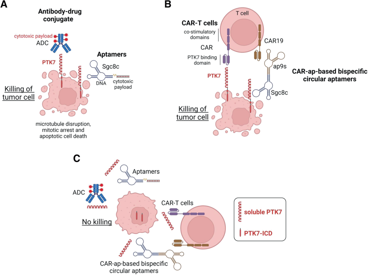 Inactivated tyrosine protein kinase PTK7