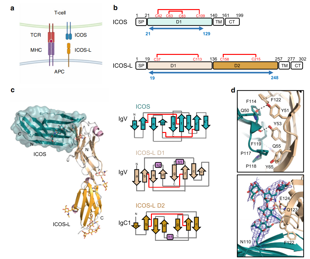 Inducible T-cell costimulator ICOS