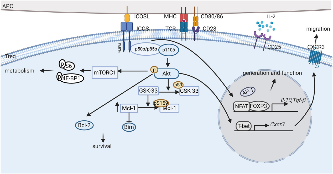 Inducible T-cell costimulator ICOS