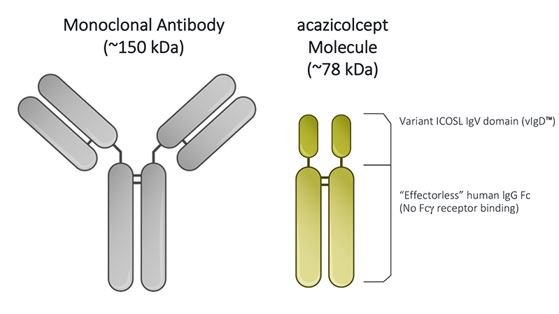 Inducible T-cell costimulator ICOS