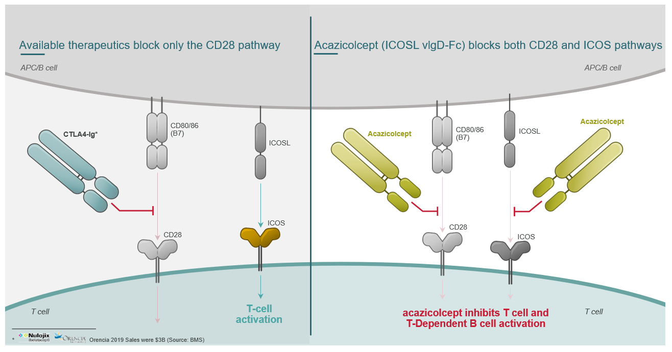 Inducible T-cell costimulator ICOS