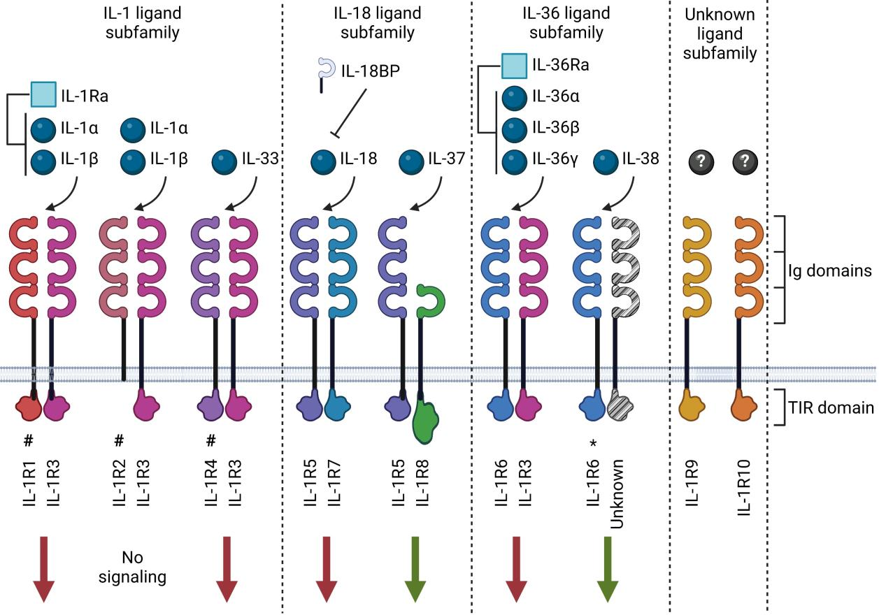 Inflammatory cytokine IL1β