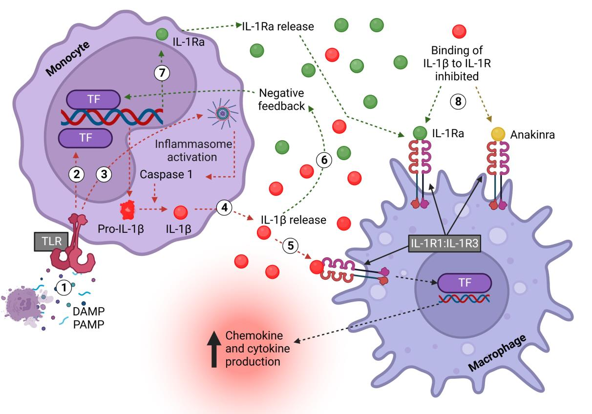 Inflammatory cytokine IL1β