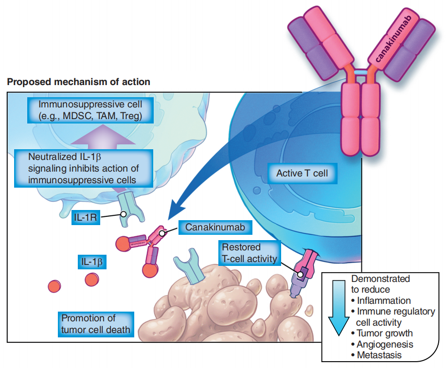 Inflammatory cytokine IL1β