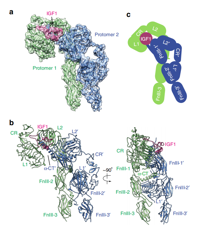 Insulin-like growth factor 1 receptor IGF1R