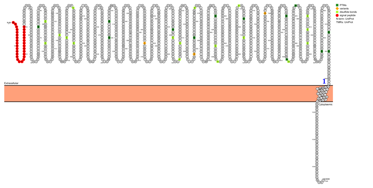 Integrin alpha CD51