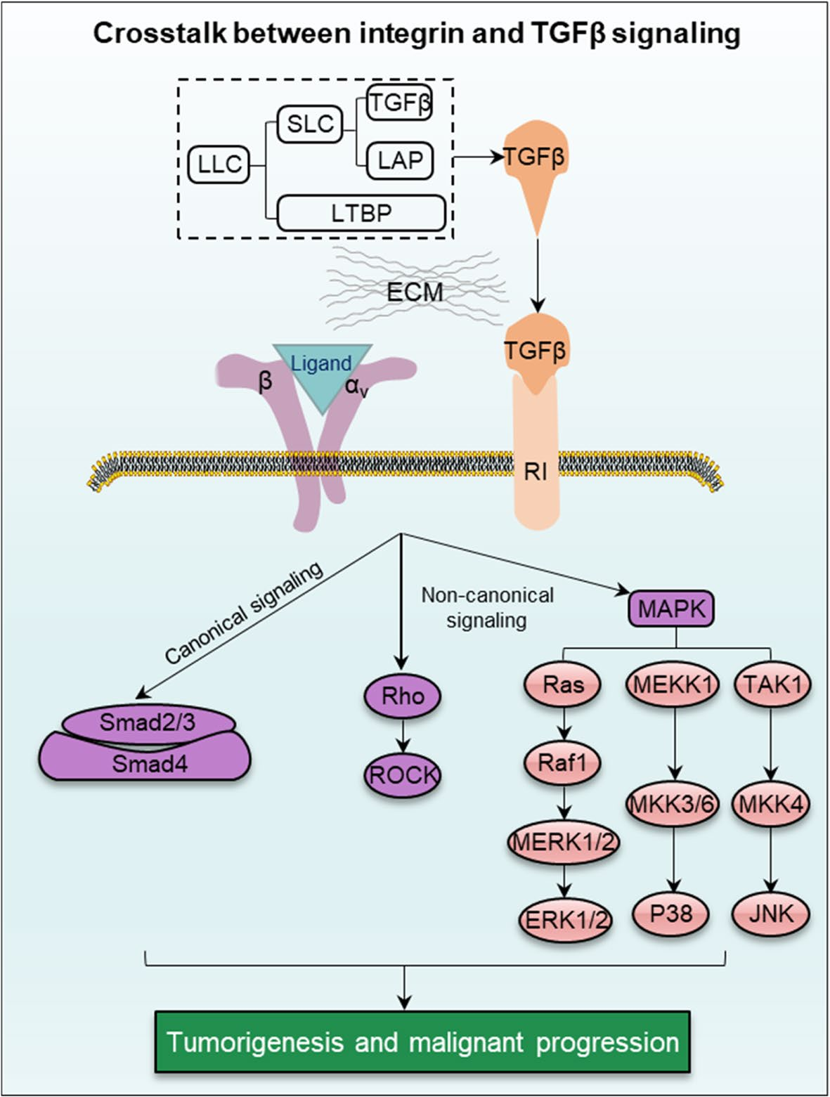 Integrin alpha CD51