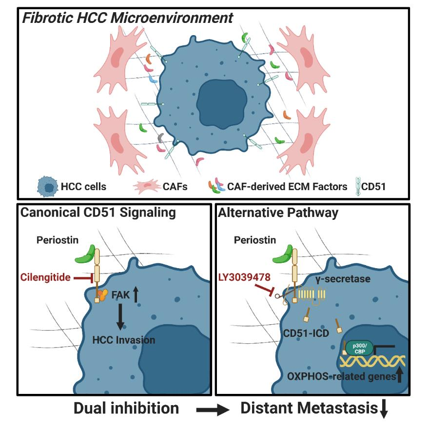 Integrin alpha CD51