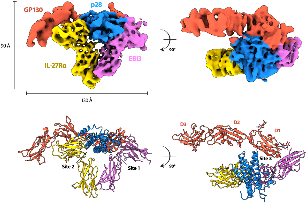 Interleukin-27