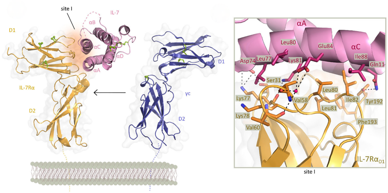 Interleukin-7 receptor alpha subunit CD127