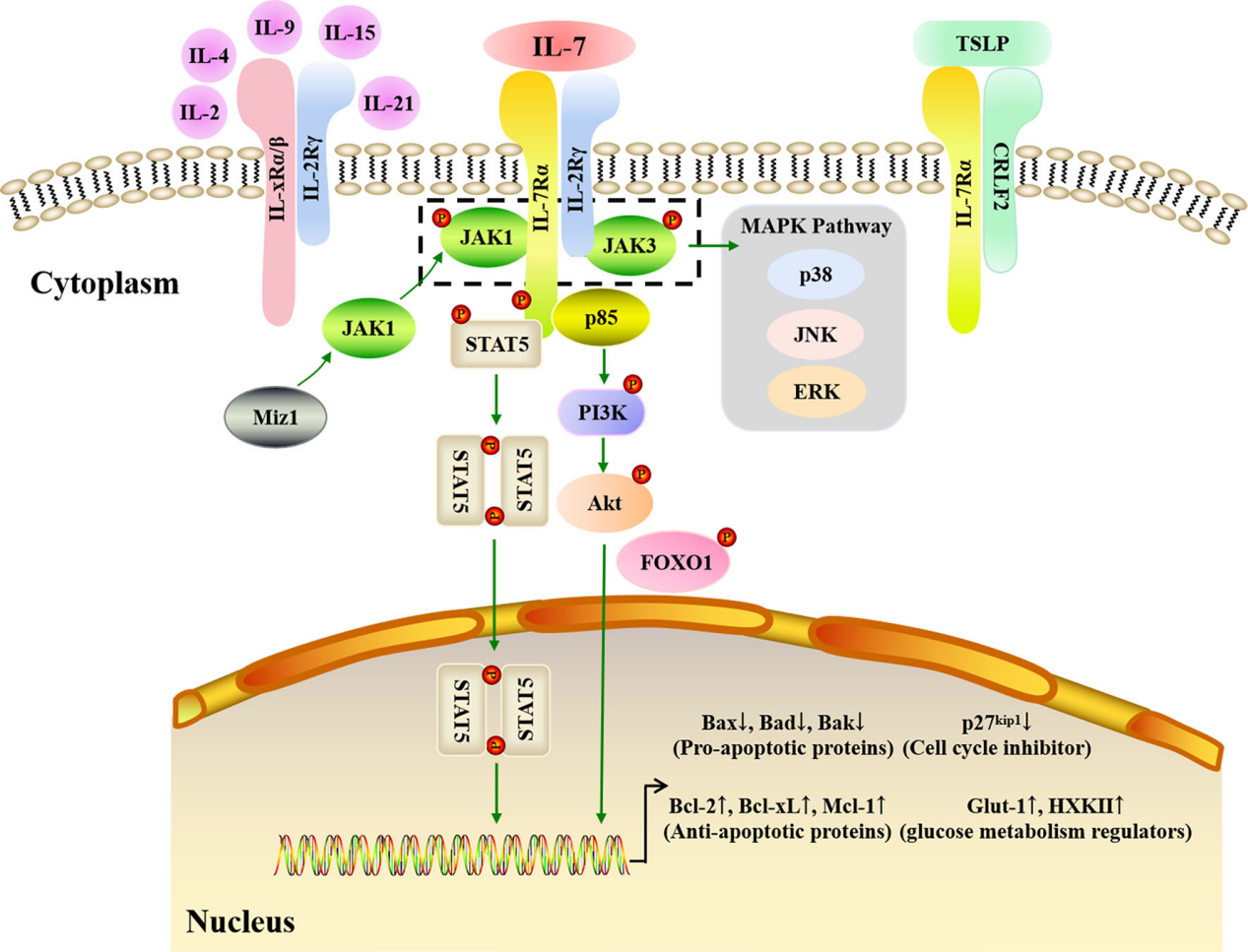 Interleukin-7 receptor alpha subunit CD127